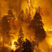 forest fire image