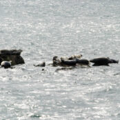 Harp seals around rocks in the sea