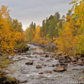 Picture credit: Pekka Tamminen