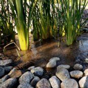 Water flowing through vegetation in a small creek surrounded by smooth rocks.