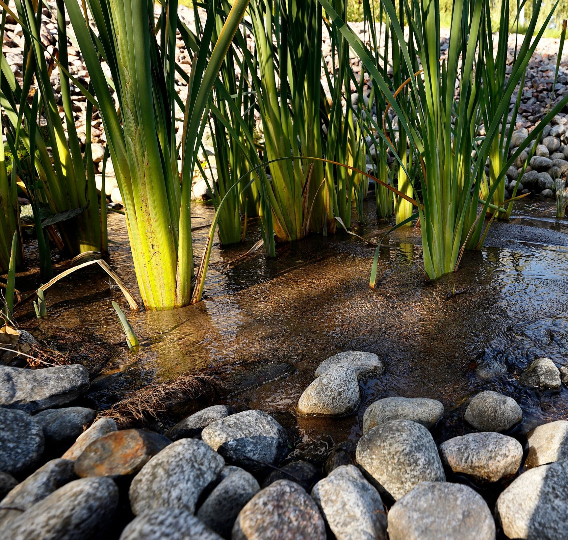 Water flowing through vegetation in a small creek surrounded by smooth rocks.