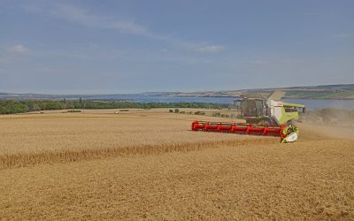 A combine harvesting a field of wheat